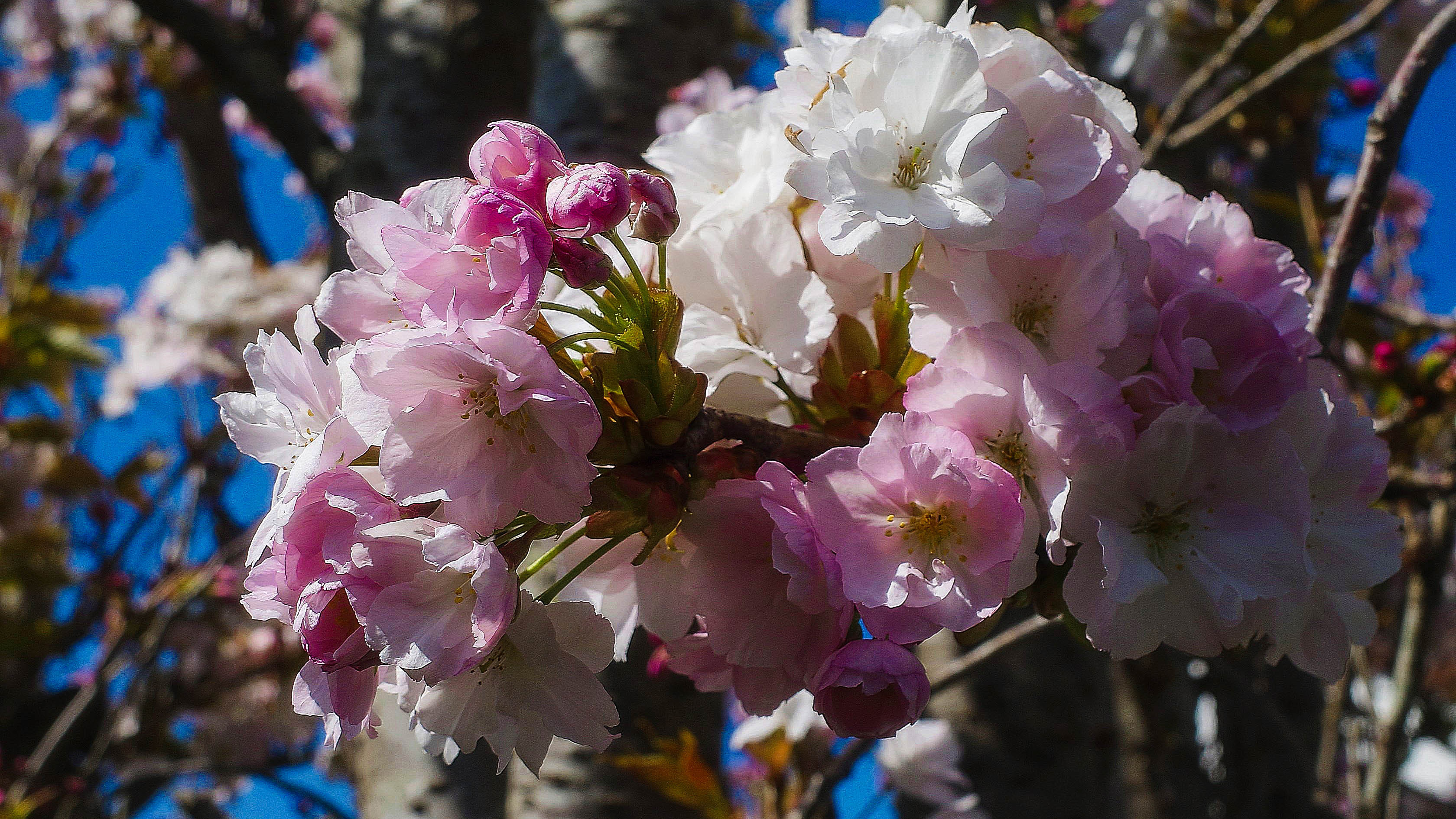 Floraison
